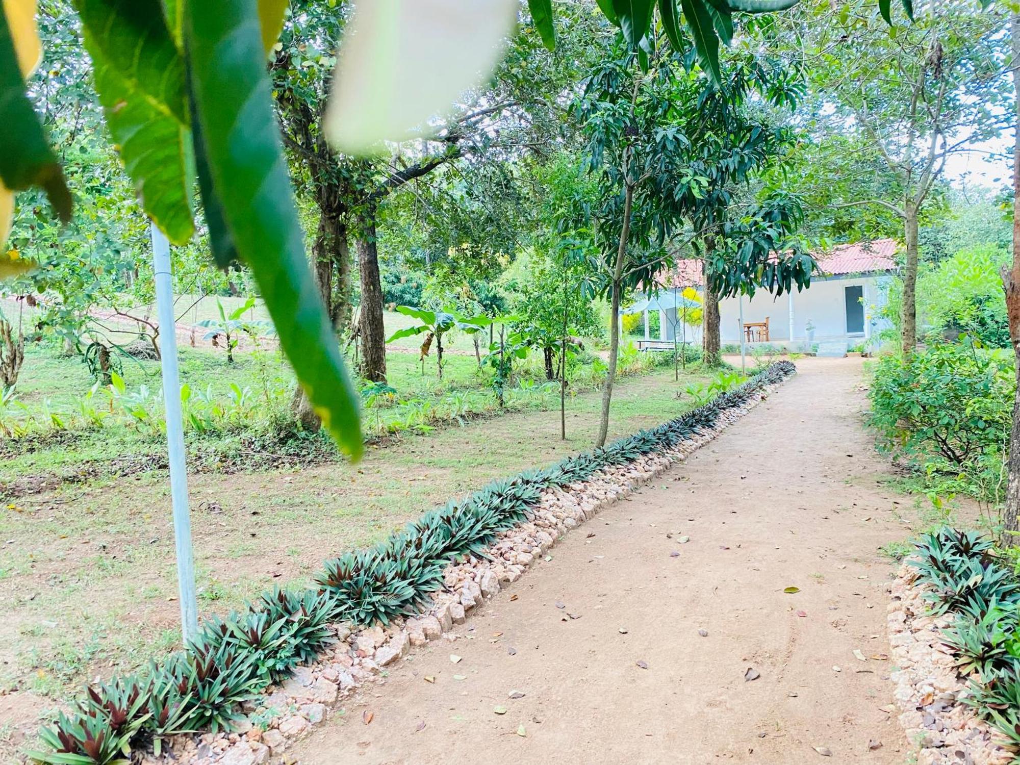 Ima Villa Sigiriya Eksteriør bilde